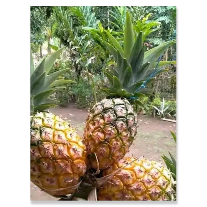 Pineapple